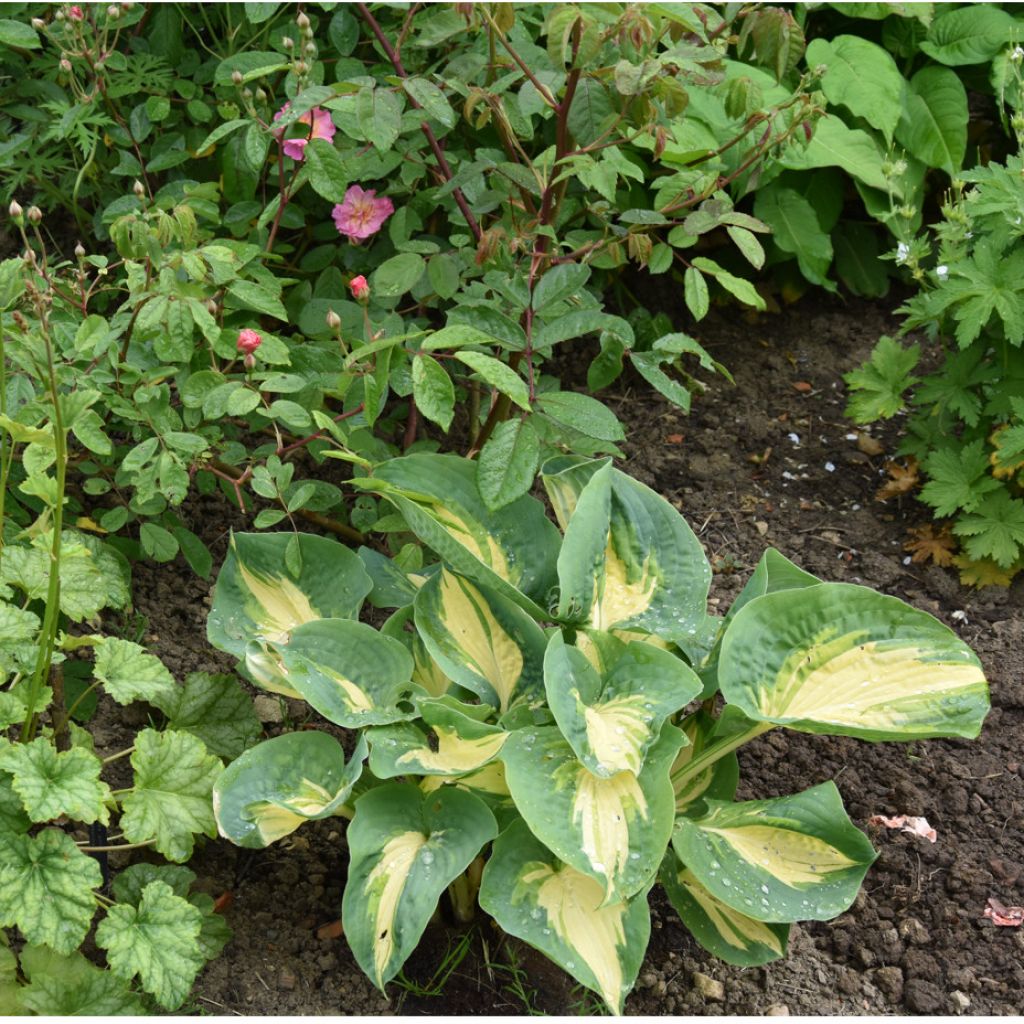 Hosta Great Expectations - Hartlelie