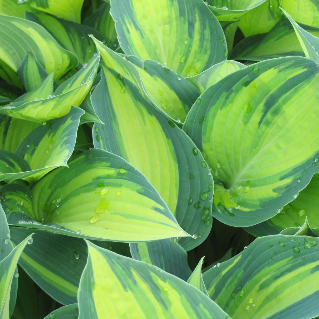 Hosta June - Hartlelie