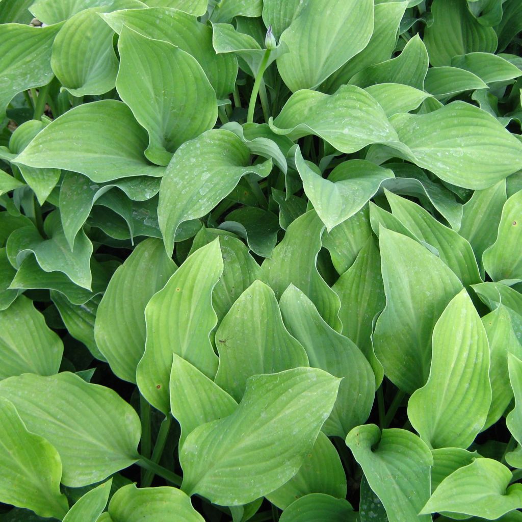 Hosta Krossa Regal - Hartlelie