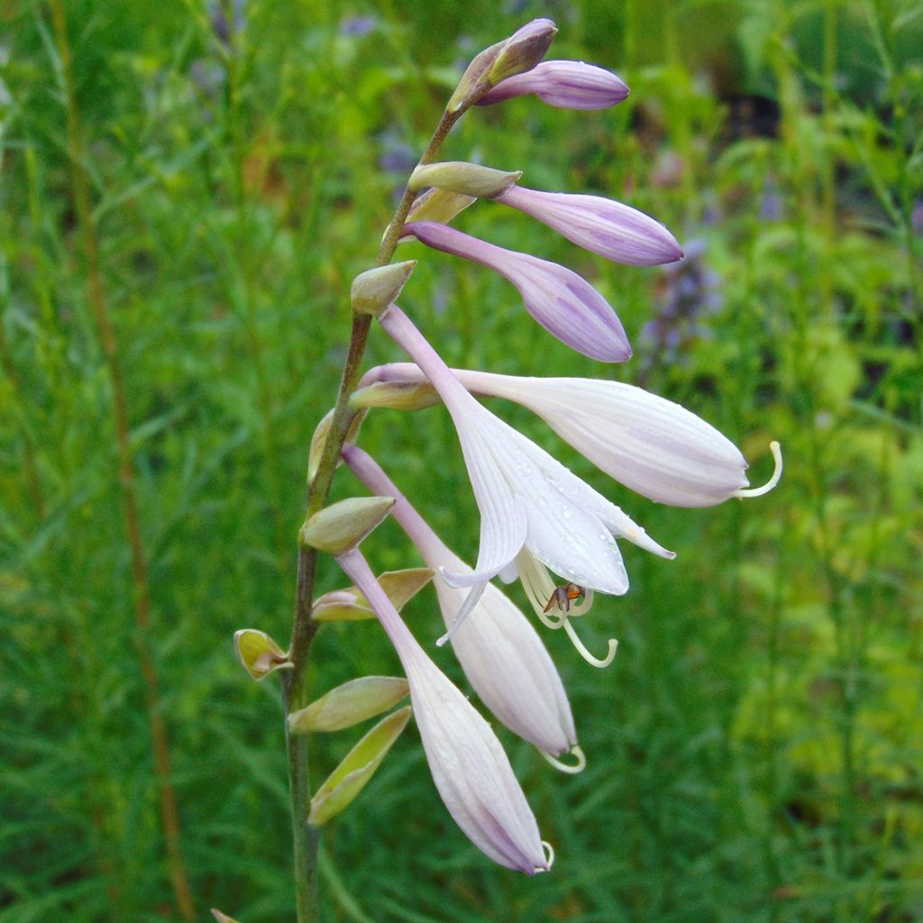 Hosta Krossa Regal - Hartlelie