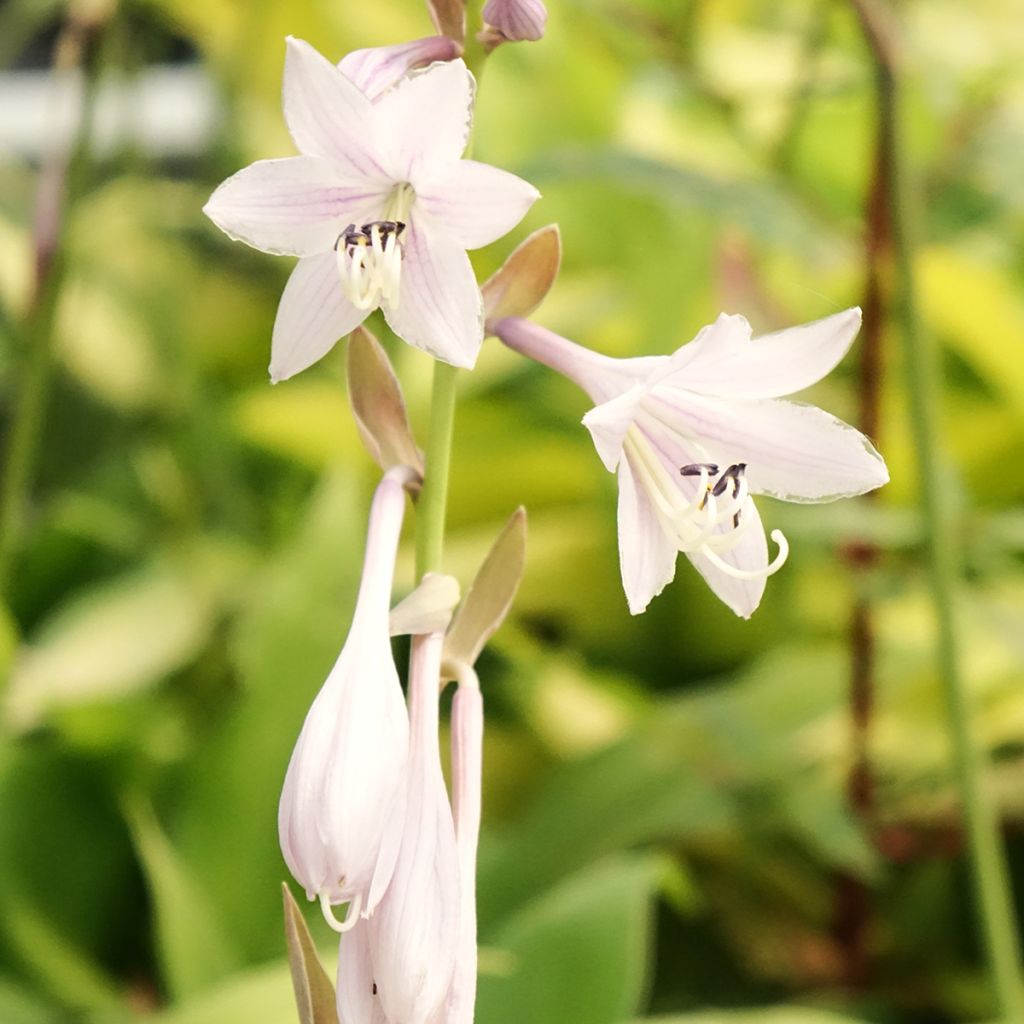 Hosta Liberty - Hartlelie