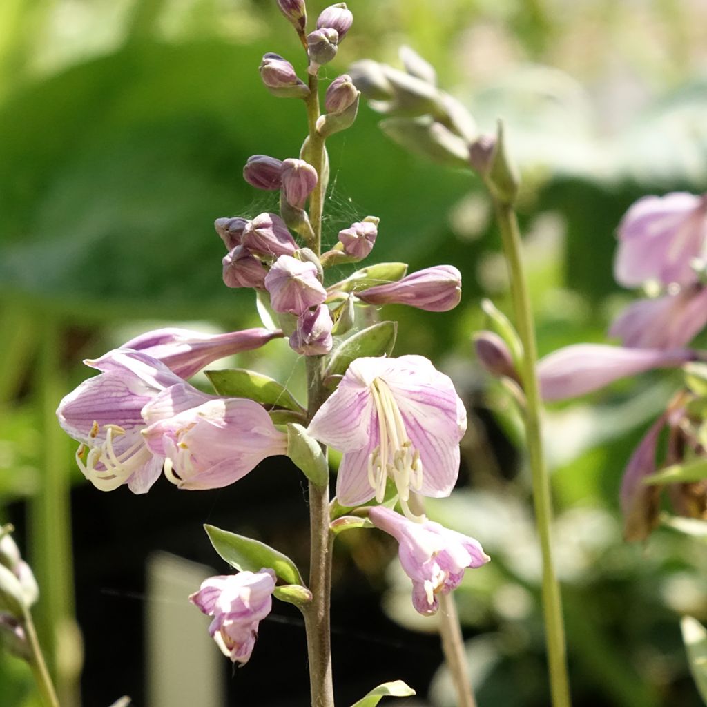 Hosta Limey Lisa - Hartlelie