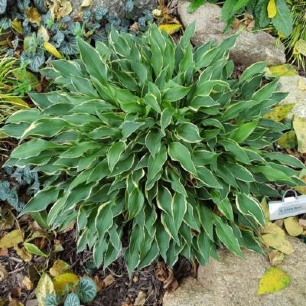Hosta Little Devil - Hartlelie