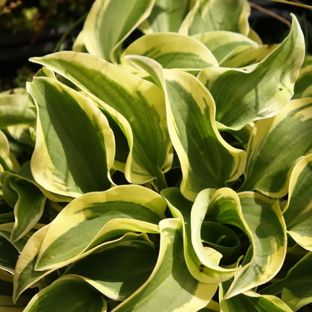 Hosta Mini Skirt - Hartlelie
