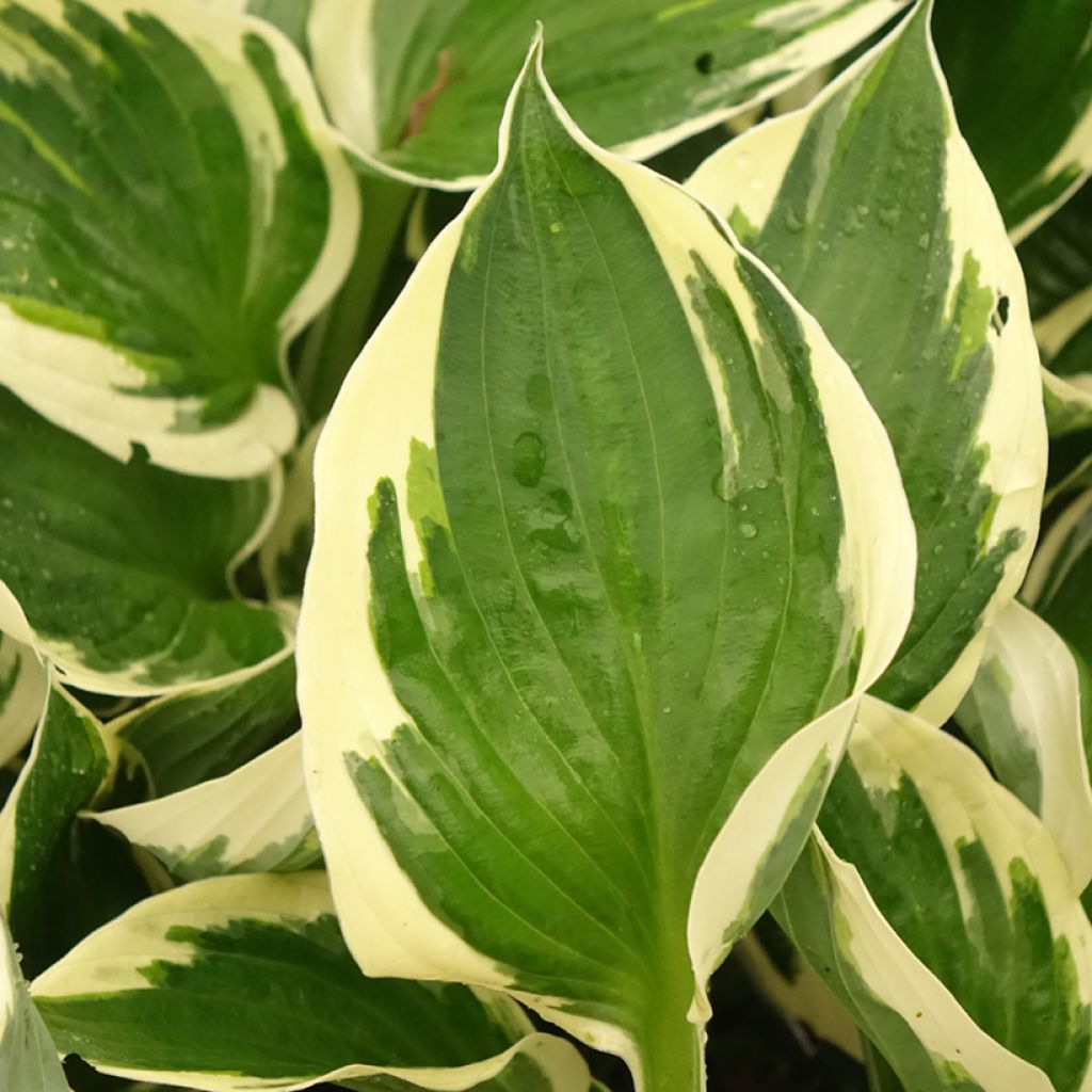 Hosta Patriots Fire - Hartlelie