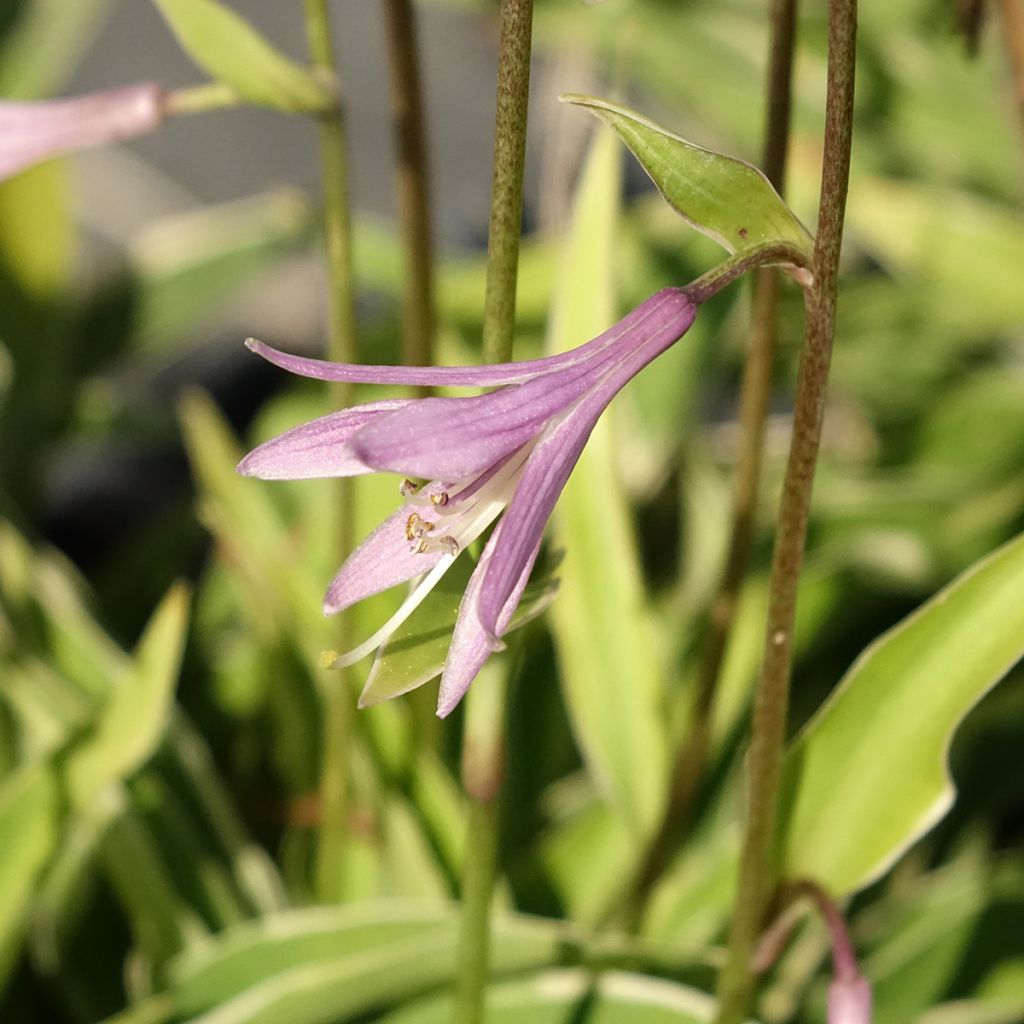 Hosta Raspberry Sundae - Hartlelie