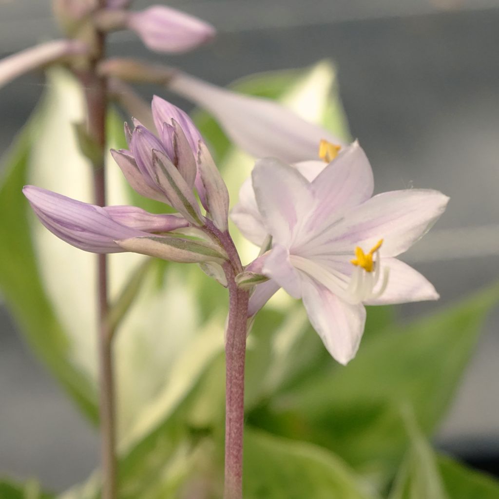Hosta Revolution - Hartlelie