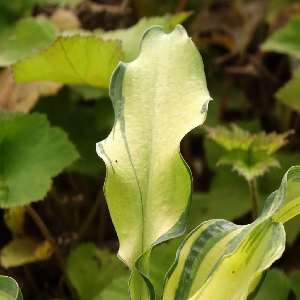 Hosta Ripple Effect - Hartlelie