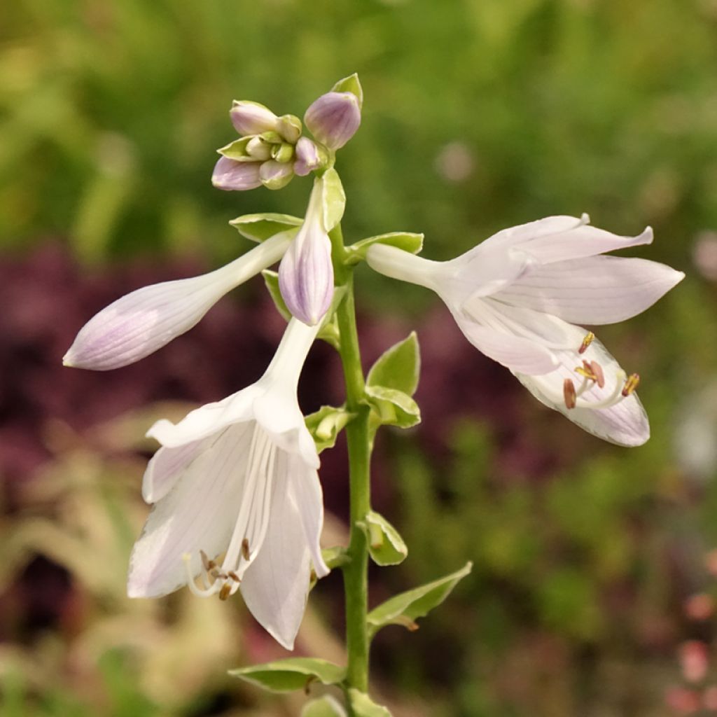 Hosta So Sweet - Hartlelie