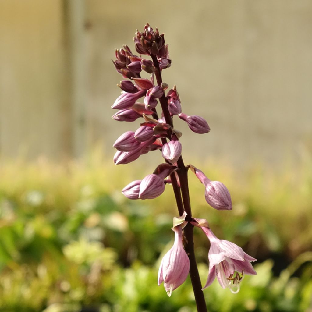 Hosta Sorbet - Hartlelie