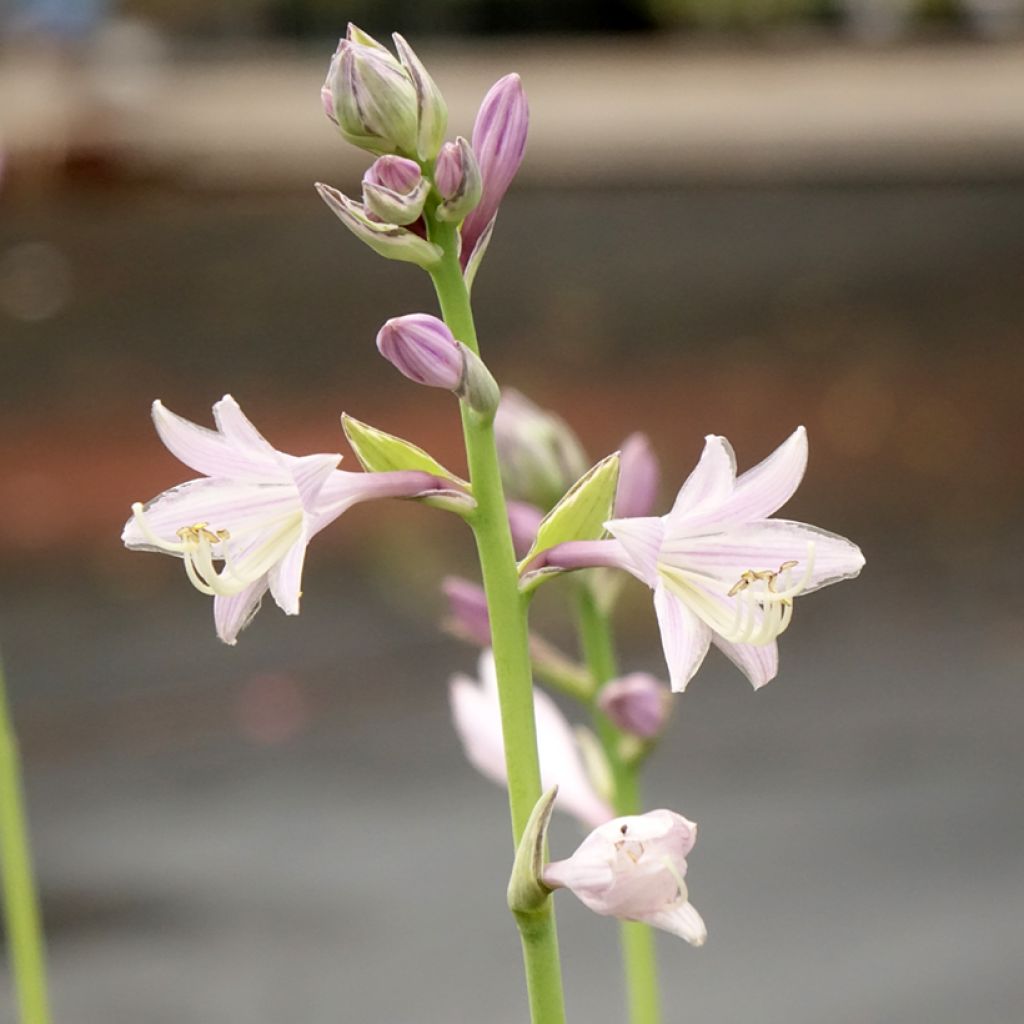 Hosta Striptease - Hartlelie