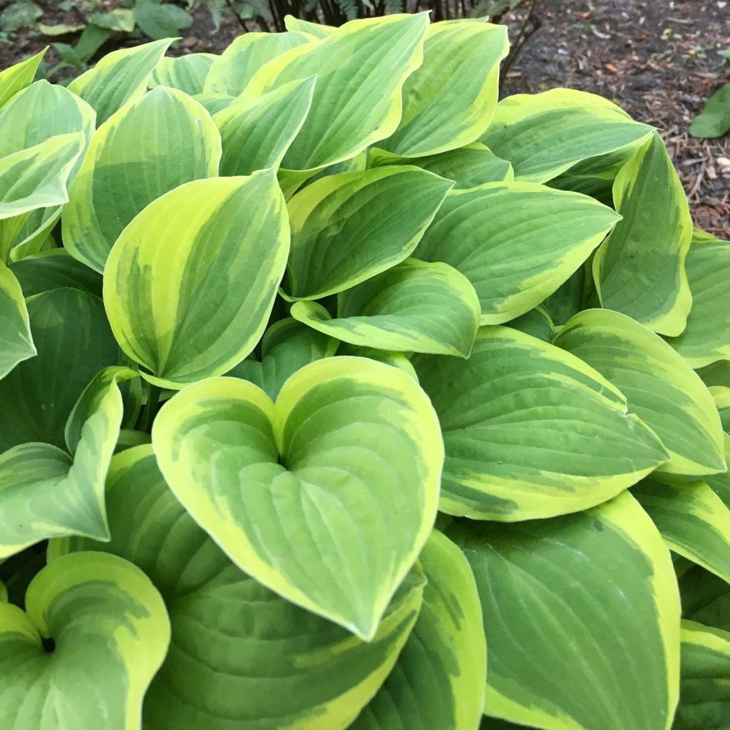 Hosta The King - Hartlelie