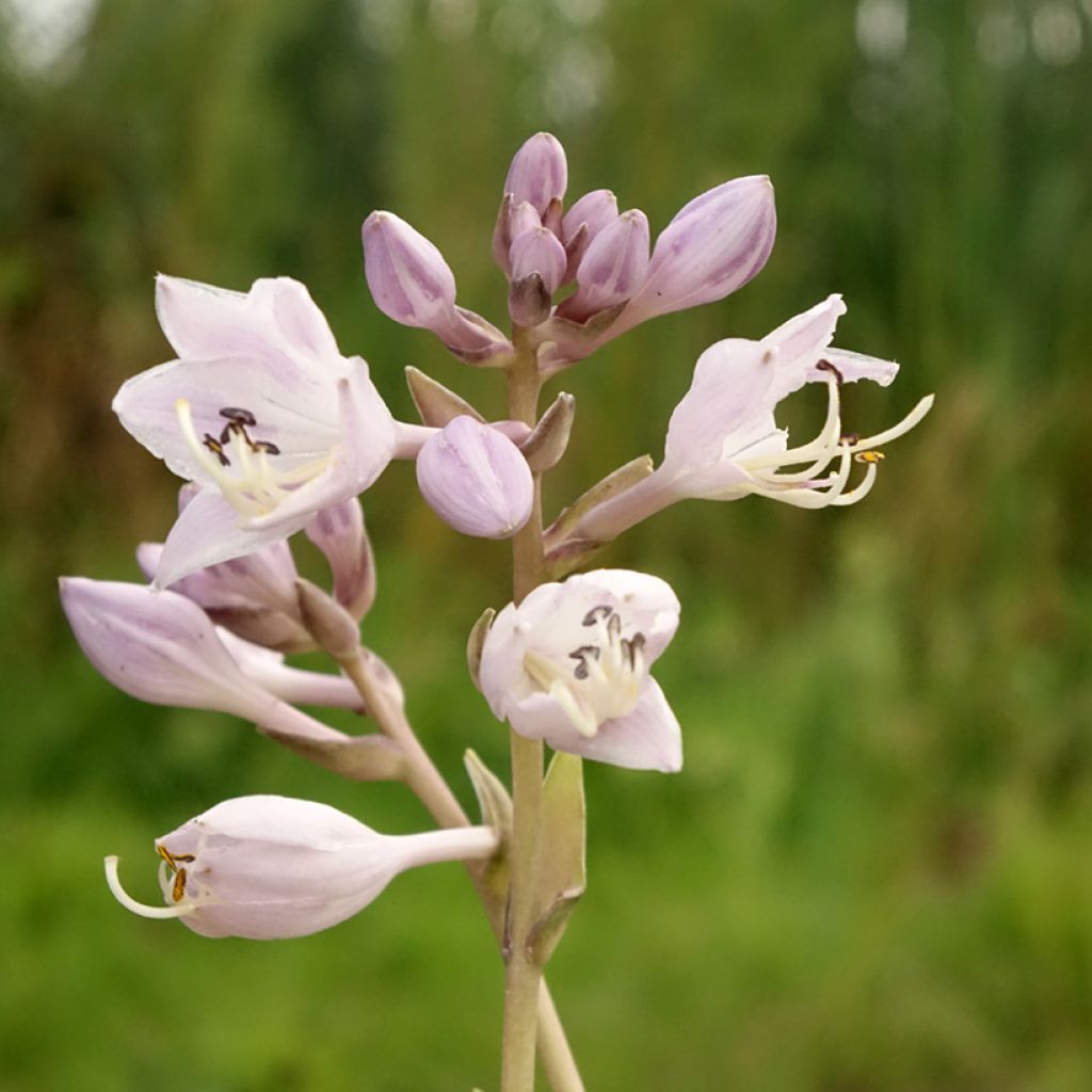 Hosta Touch Of Class - Hartlelie