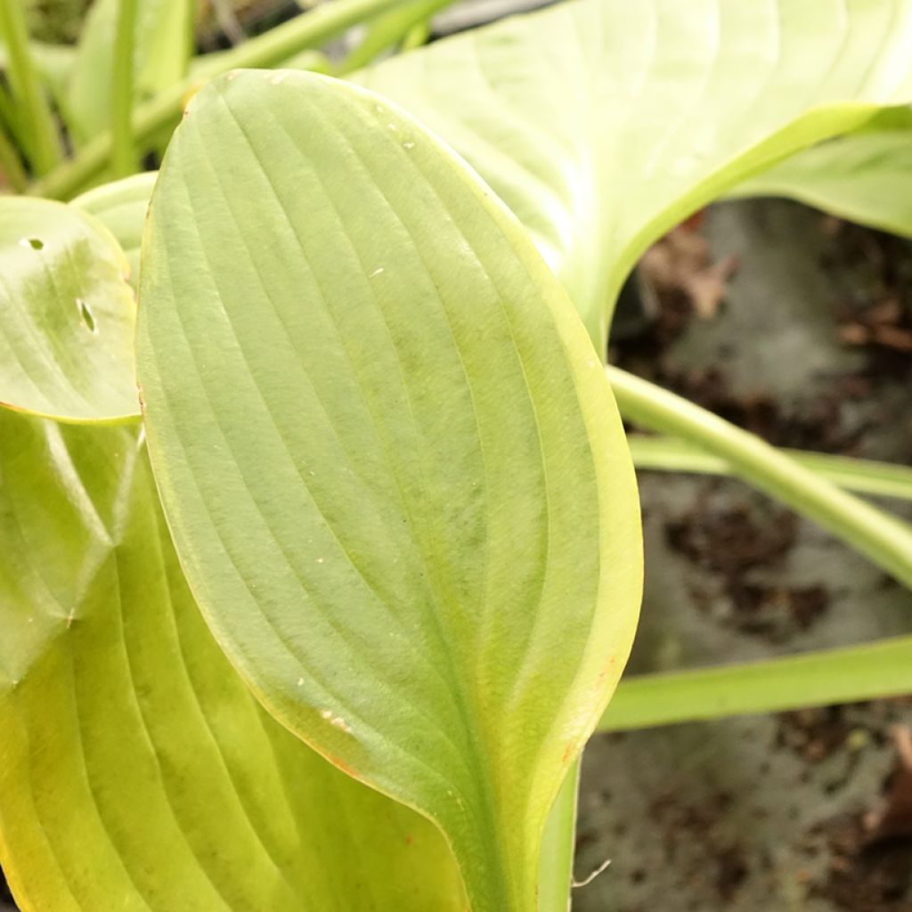 Hosta UFO - Hartlelie