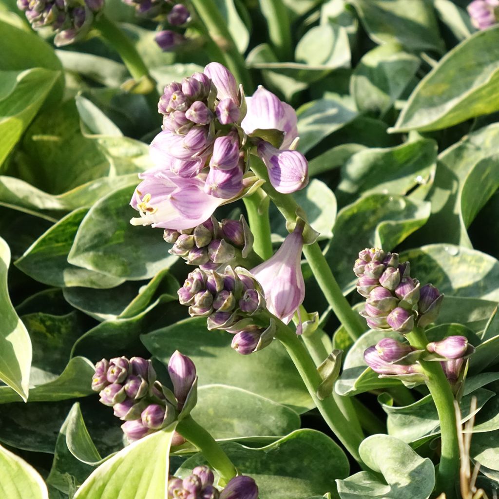 Hosta ventricosa - Hartlelie