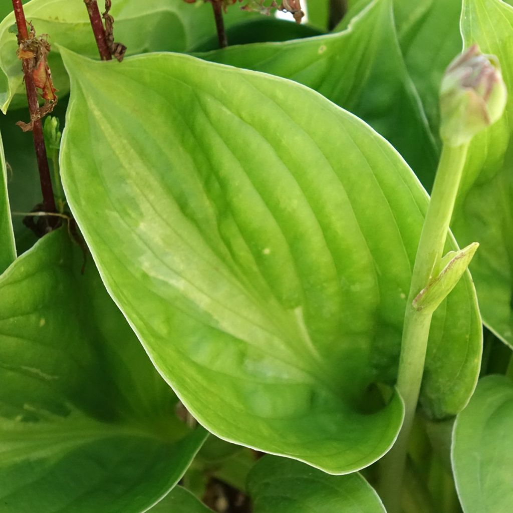 Hosta Victor - Hartlelie