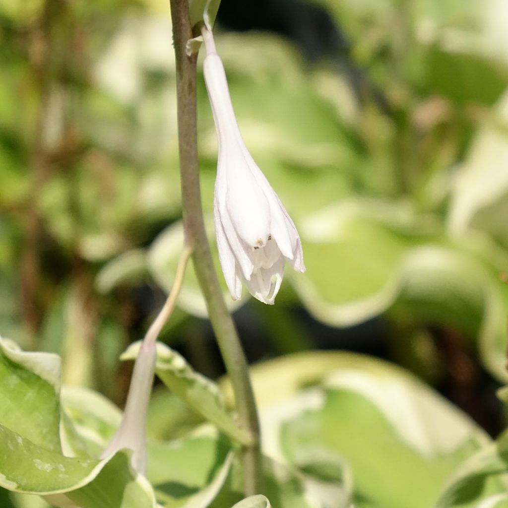 Hosta Wheee! - Hartlelie