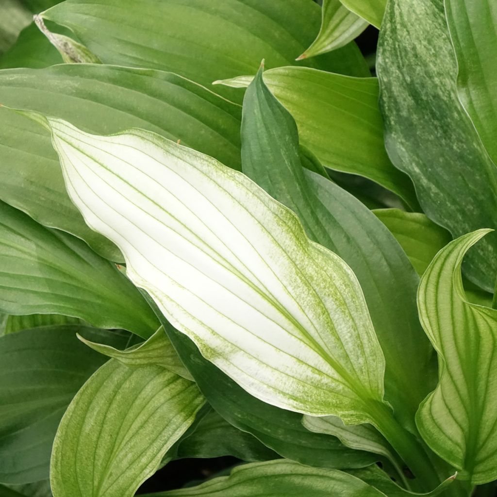Hosta White Feather - Hartlelie