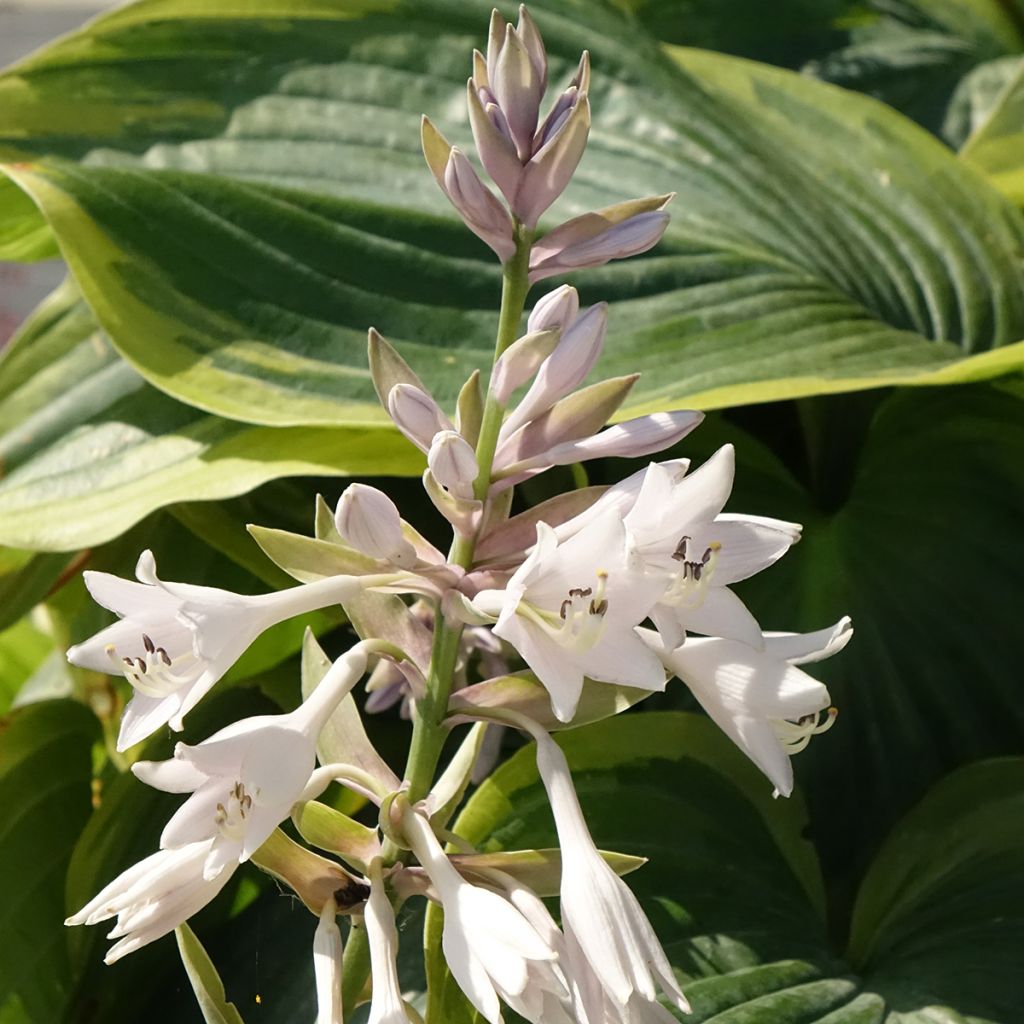 Hosta Wu-La-La - Hartlelie
