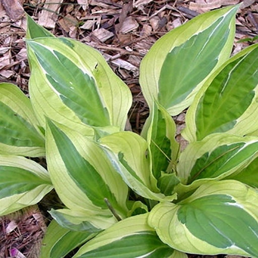 Hosta Yellow Polka Dot Bikini - Hartlelie