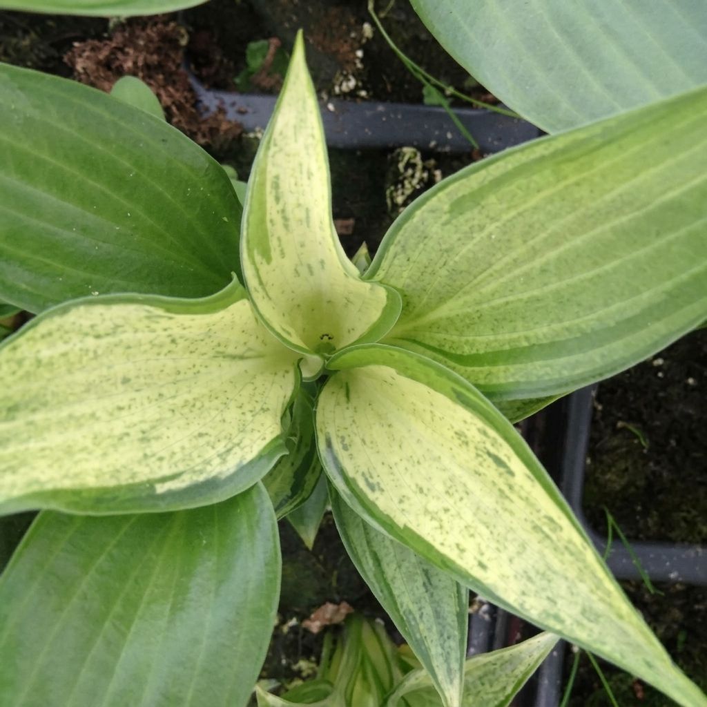 Hosta Zeus