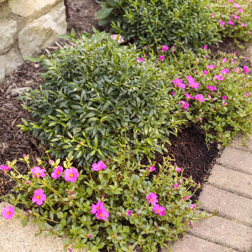 Ilex glabra Gem Box - Hulst