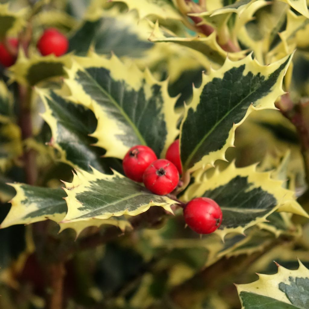 Ilex aquifolium Argenteomarginata - Hulst bont