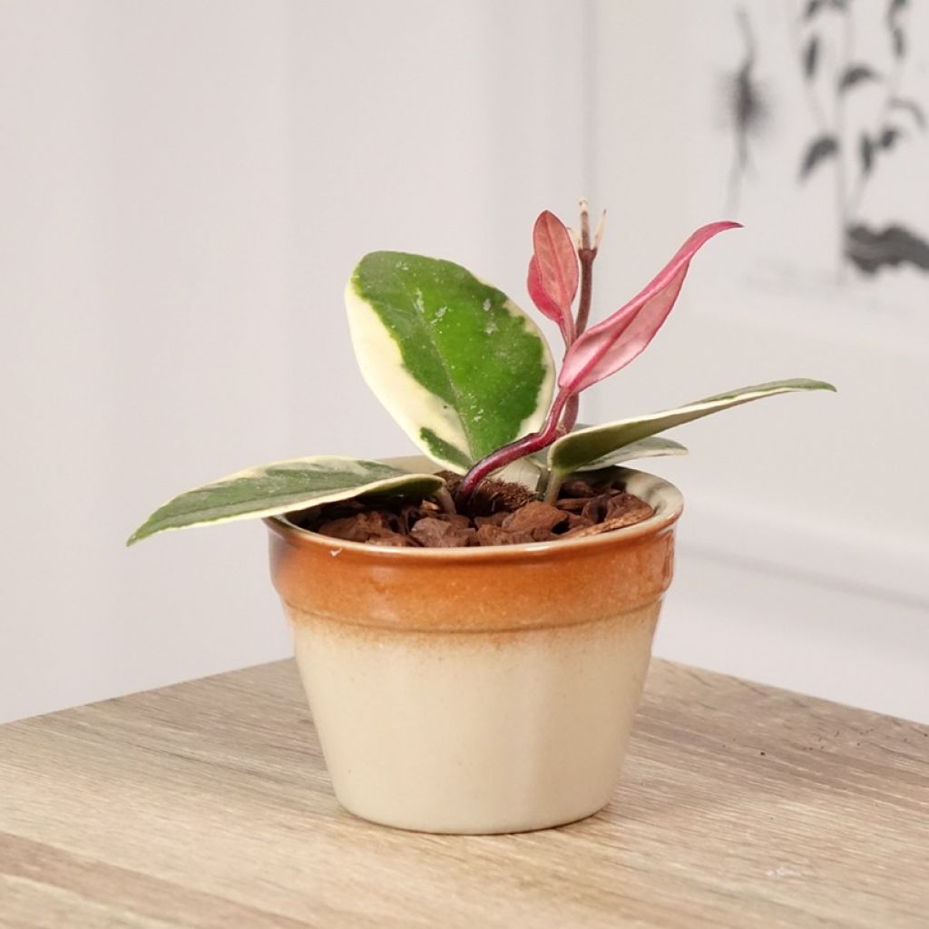 Hoya carnosa Flamingo Dream - Wasbloem