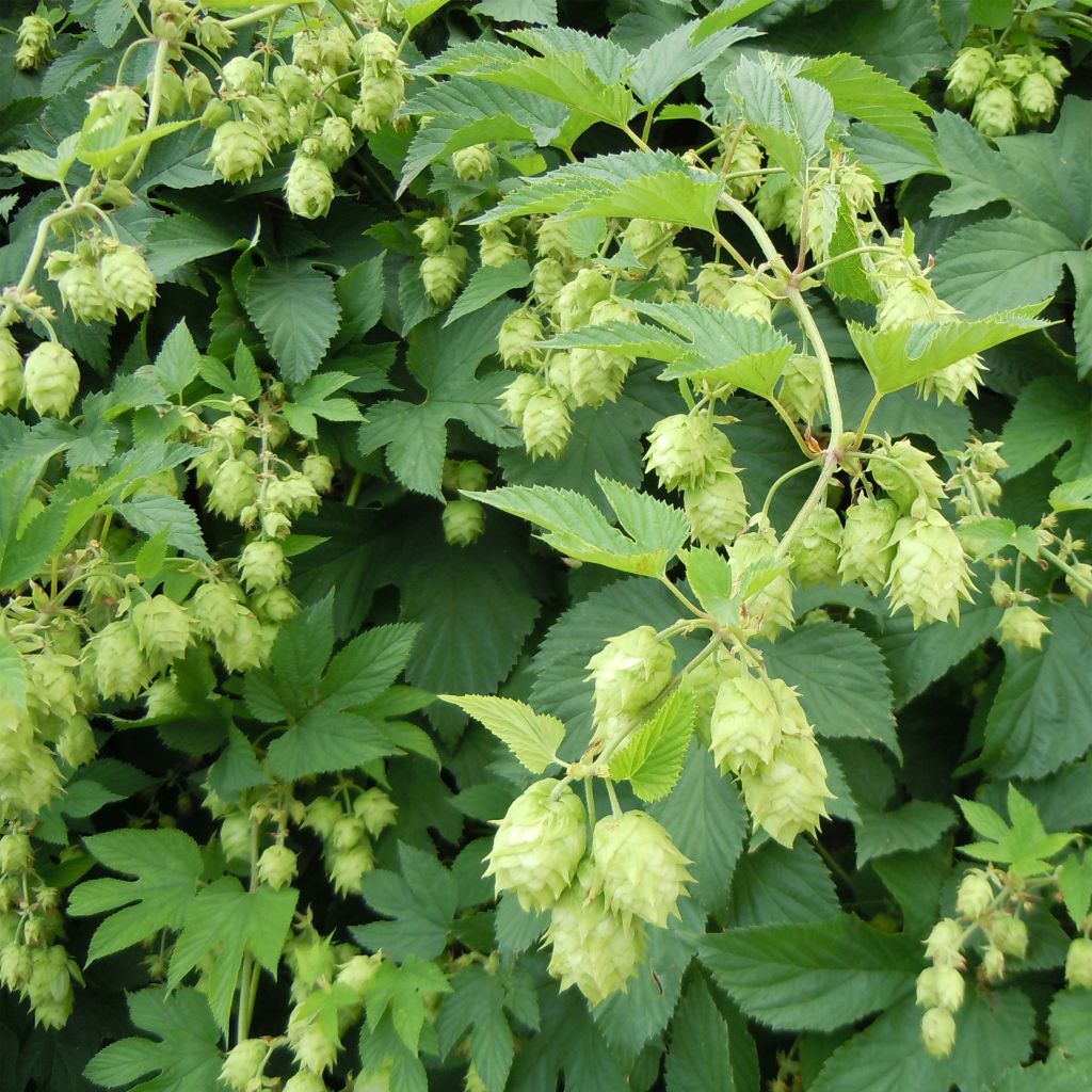 Hop - Humulus lupulus