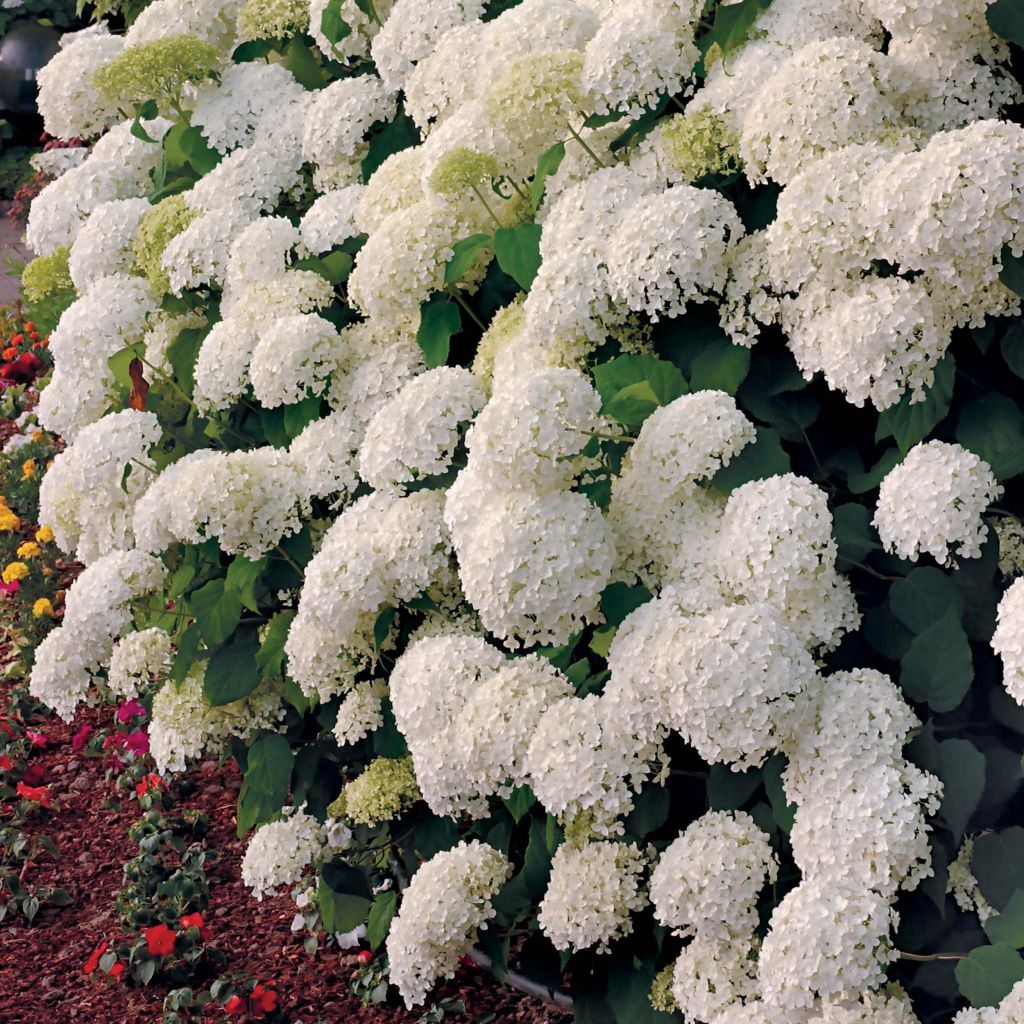Hydrangea arborescens Annabelle - Sneeuwballenhortensia