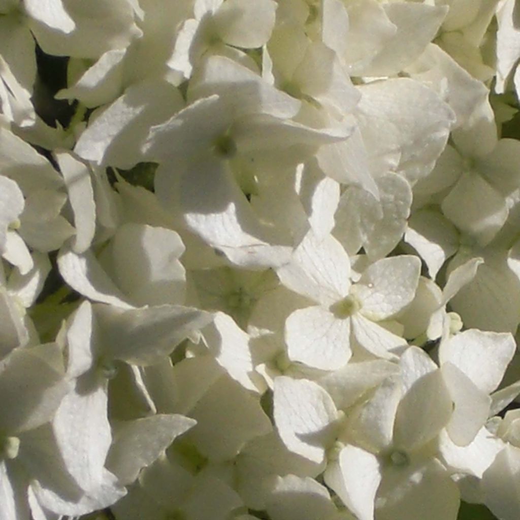 Hydrangea arborescens Annabelle - Sneeuwballenhortensia