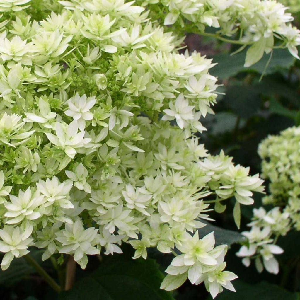 Hydrangea arborescens Hayes Starbust - struikhortensia