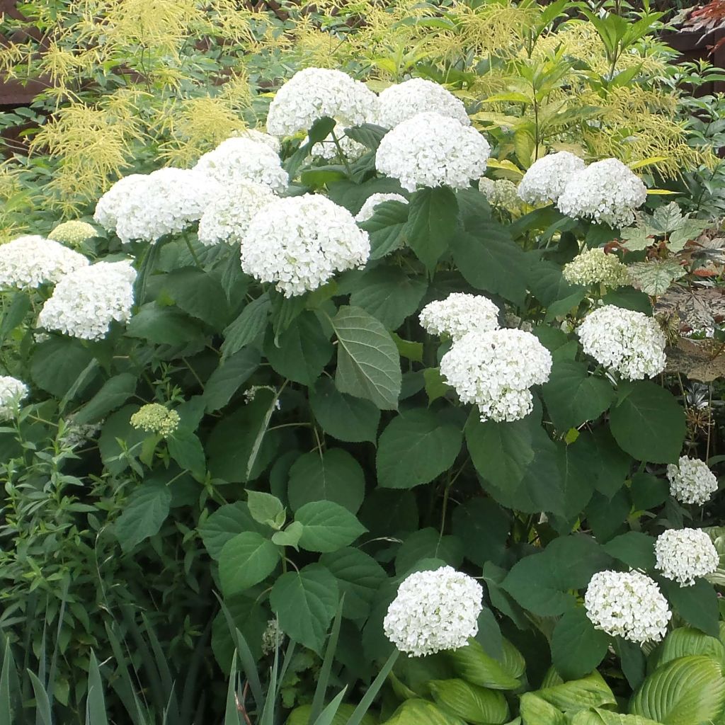 Sneeuwballenhortensia Strong Annabelle Incrediball
