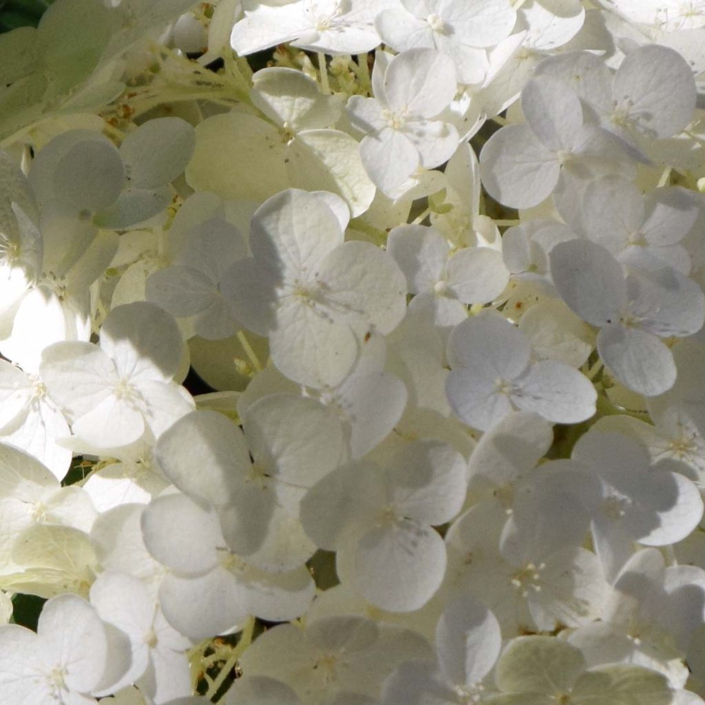 Sneeuwballenhortensia Strong Annabelle Incrediball