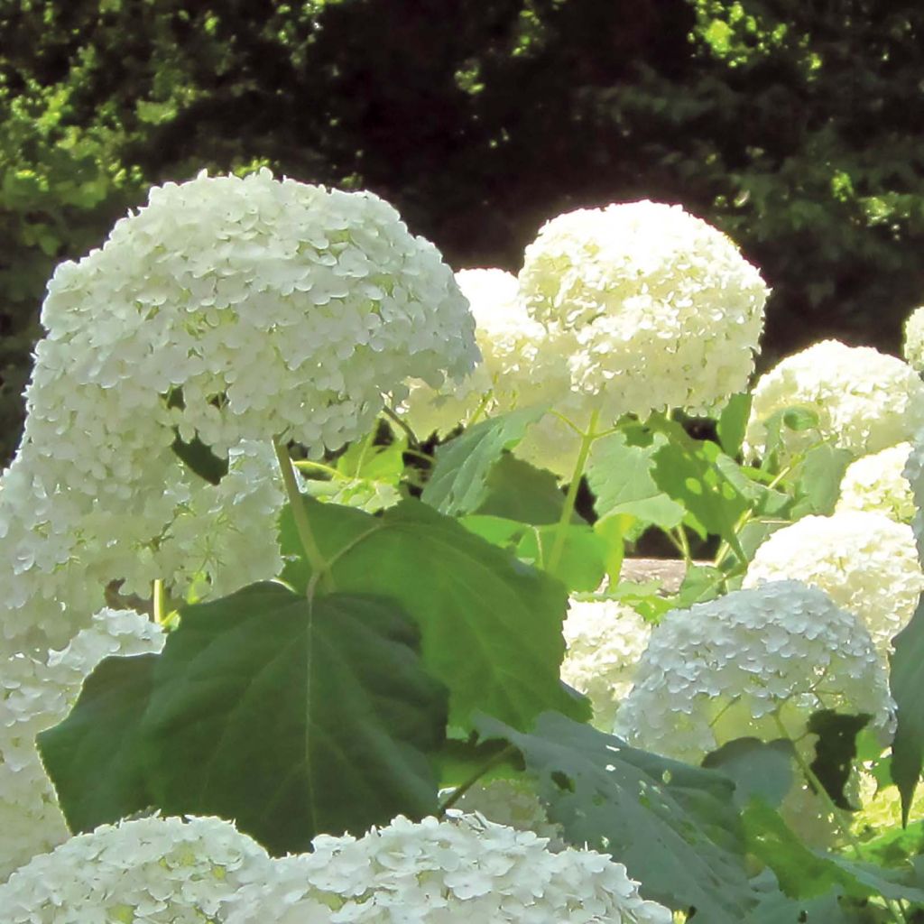 Sneeuwballenhortensia Strong Annabelle Incrediball