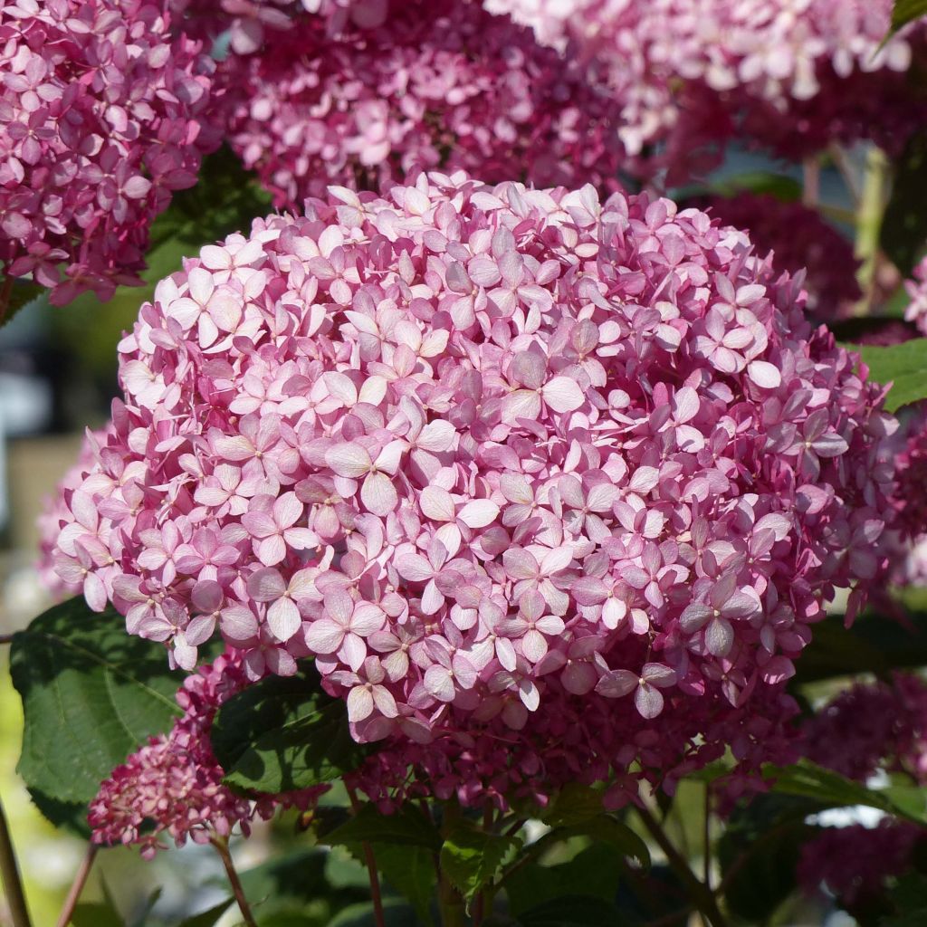 Hydrangea arborescens Pink Annabelle - struikhortensia
