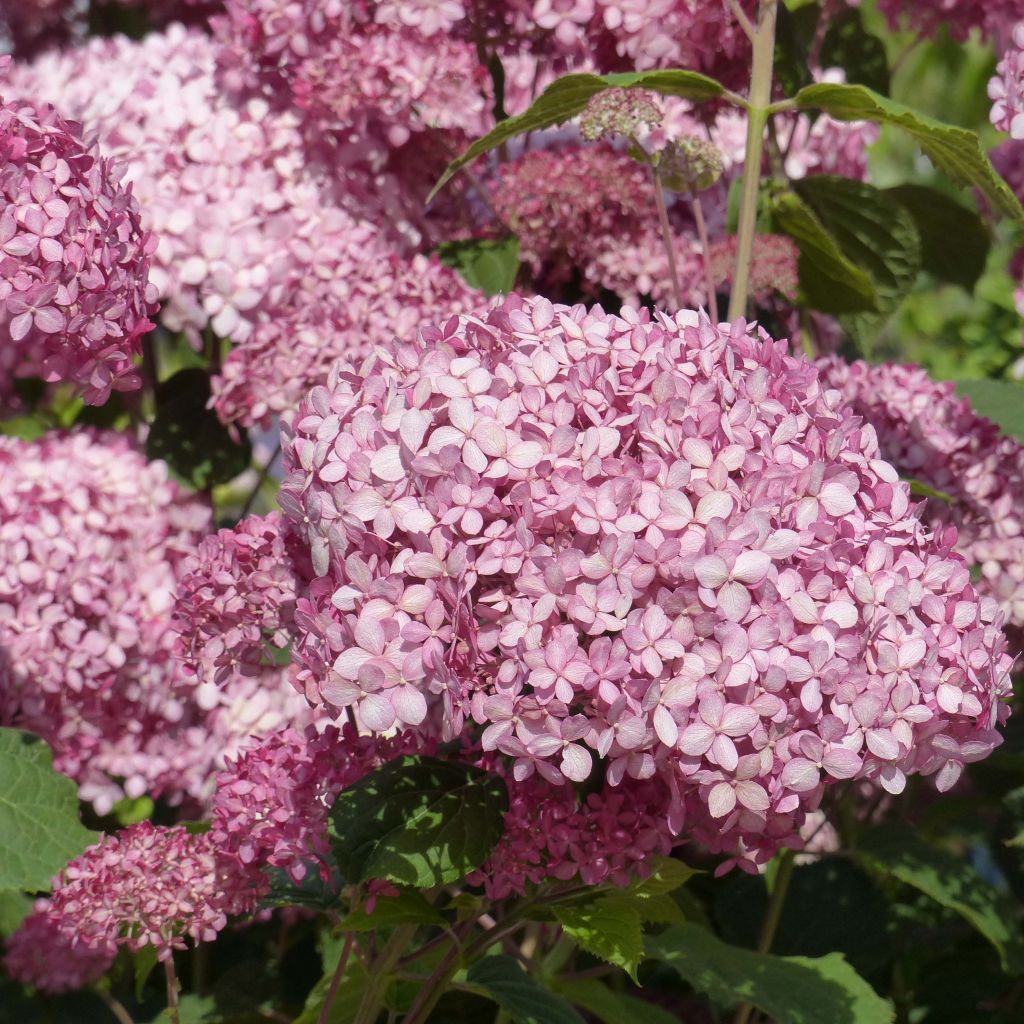 Hydrangea arborescens Pink Annabelle - struikhortensia