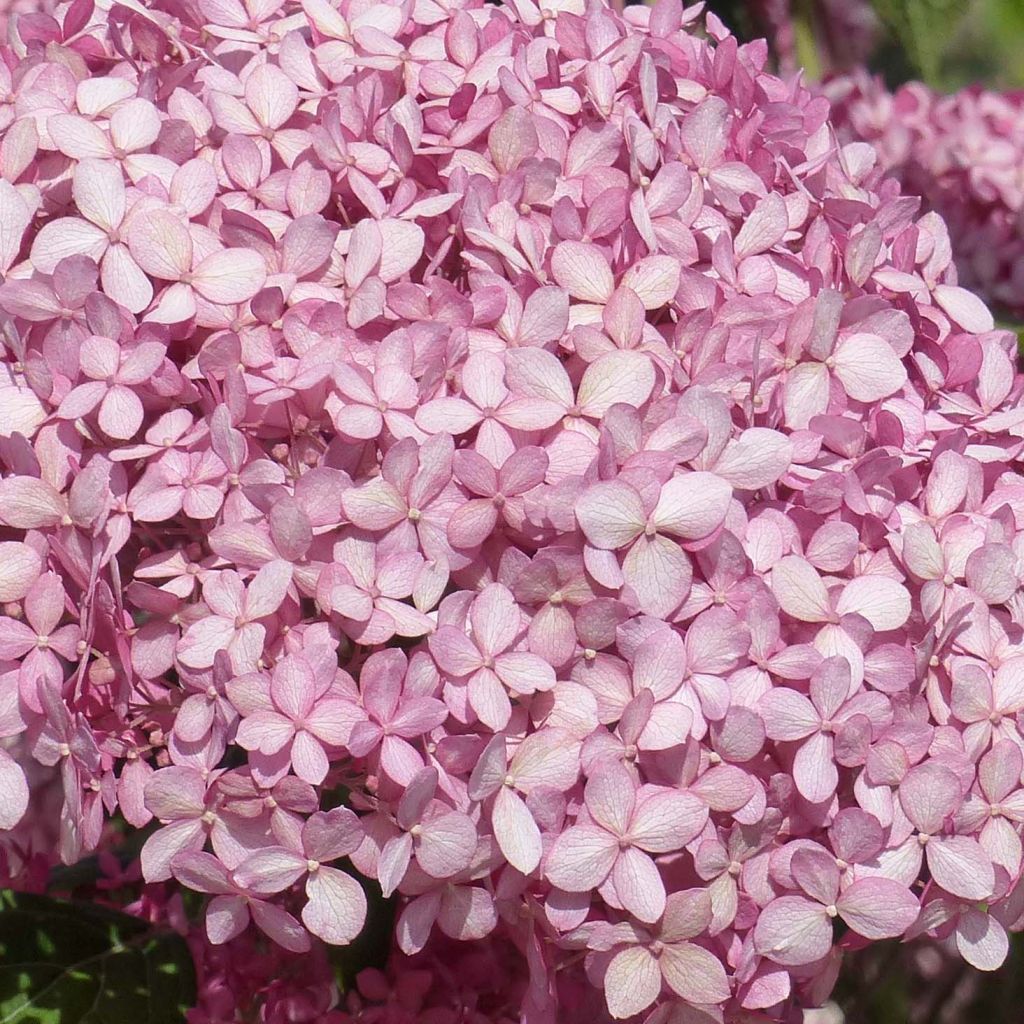Hydrangea arborescens Pink Annabelle - struikhortensia