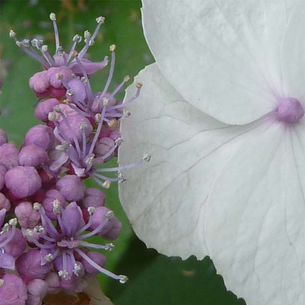 Hydrangea aspera Macrophylla - Fluweelhortensia