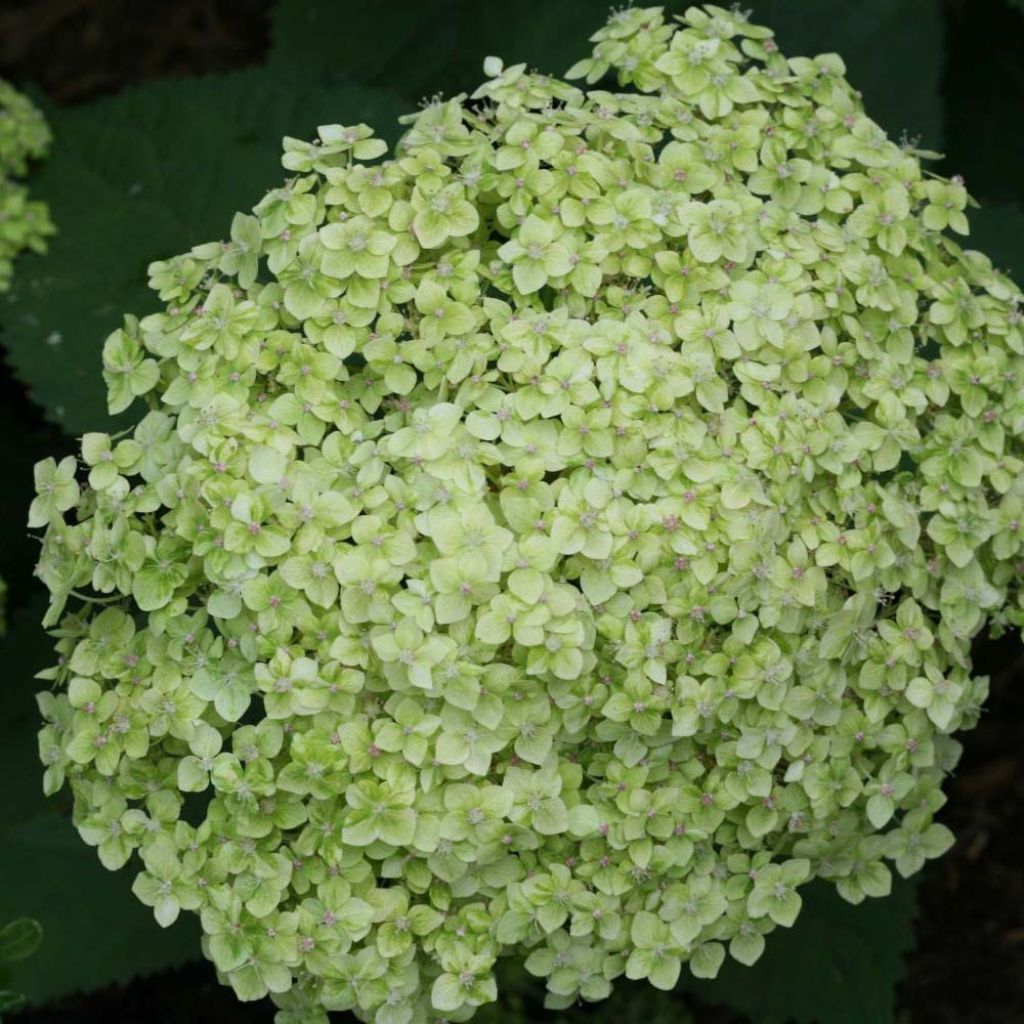 Hydrangea arborescens Lime Rickey bio - struikhortensia