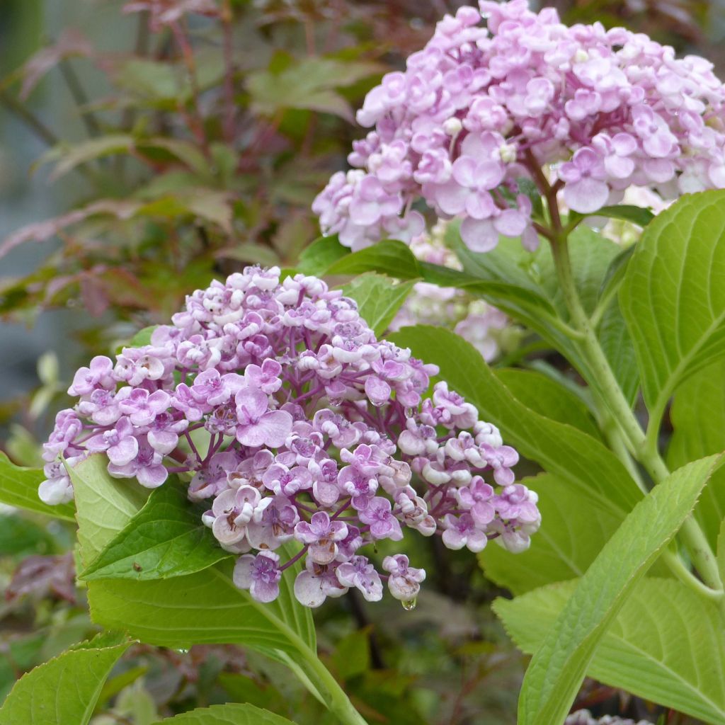 Hydrangea macrophylla Ayesha - Bolhortensia