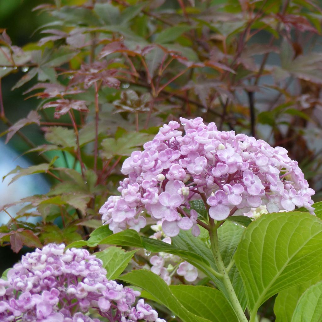Hydrangea macrophylla Ayesha - Bolhortensia