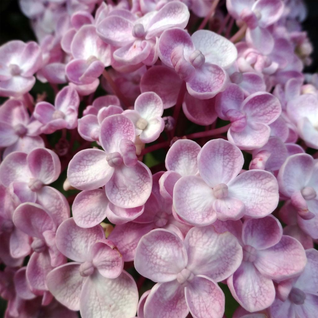Hydrangea macrophylla Ayesha - Bolhortensia