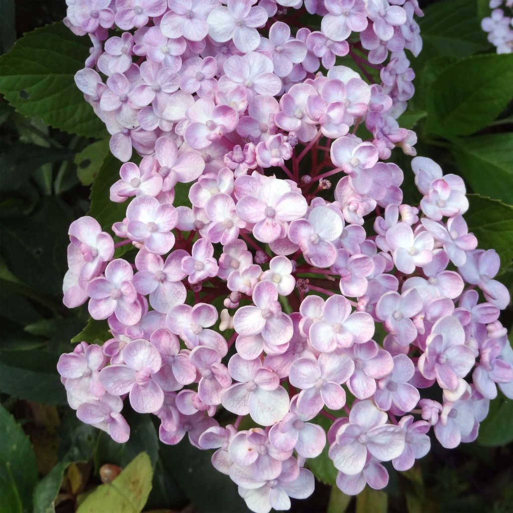 Hydrangea macrophylla Ayesha - Bolhortensia