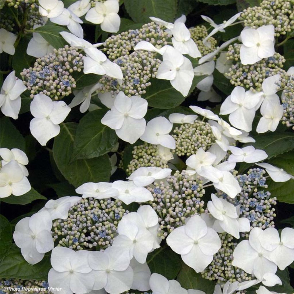 Hydrangea macrophylla Great Star - Bolhortensia wit blauw