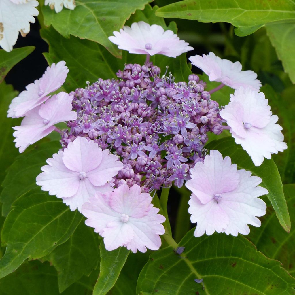 Hydrangea macrophylla Koria - Schermhortensia