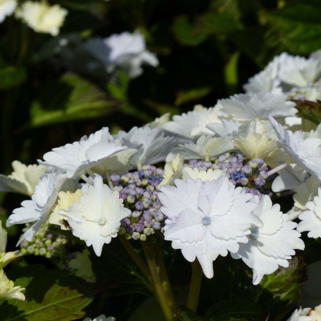 Hydrangea macrophylla Koria - Schermhortensia