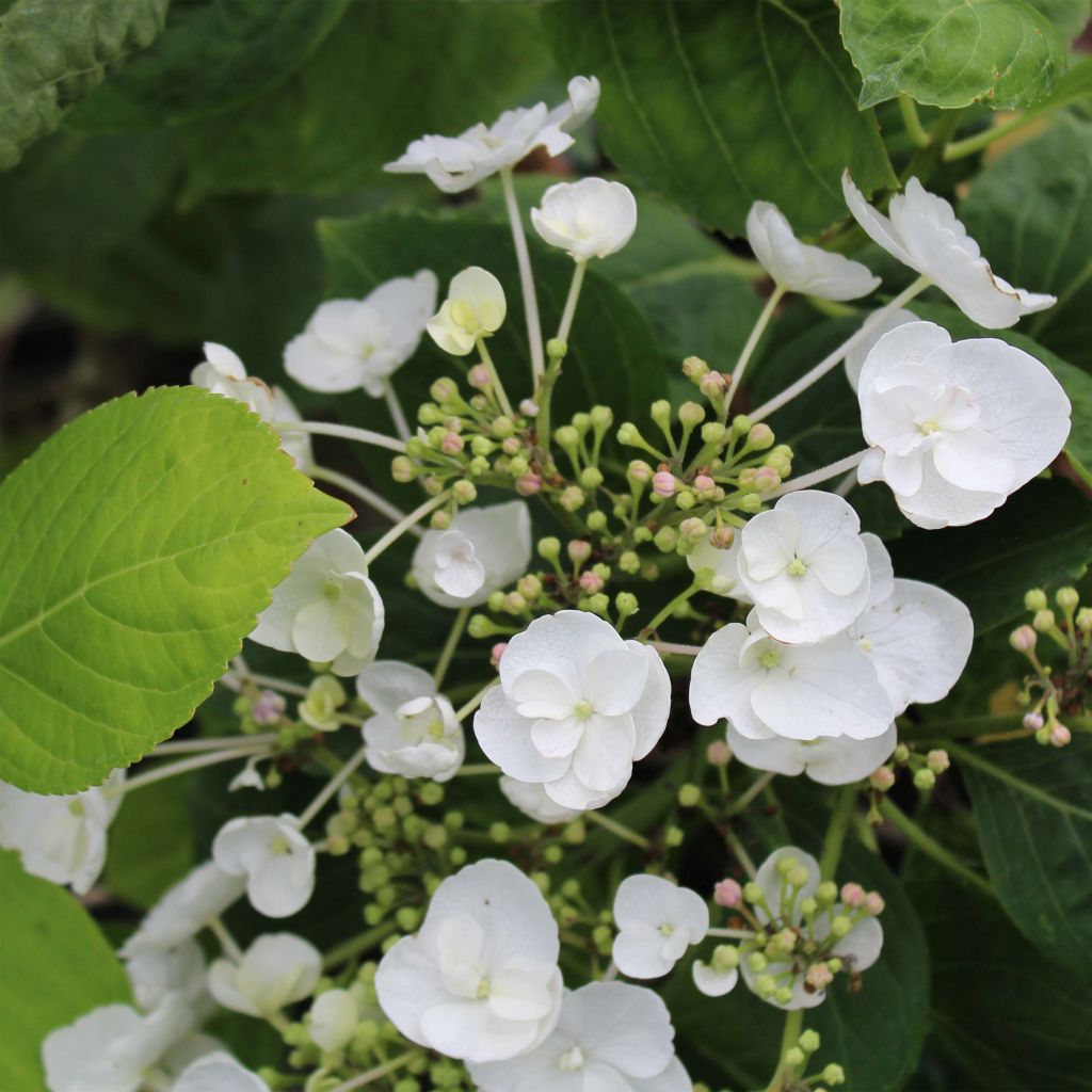 Hydrangea macrophylla Libelle Teller white - Schermhortensia