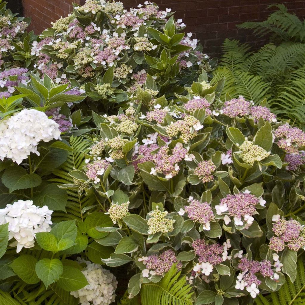 Hydrangea macrophylla LightoDay - Schermhortensia