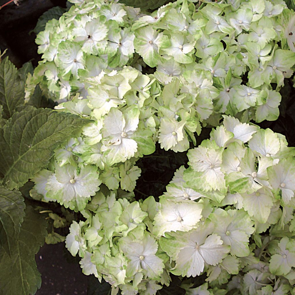 Hydrangea macrophylla Magical Jade - Bolhortensia